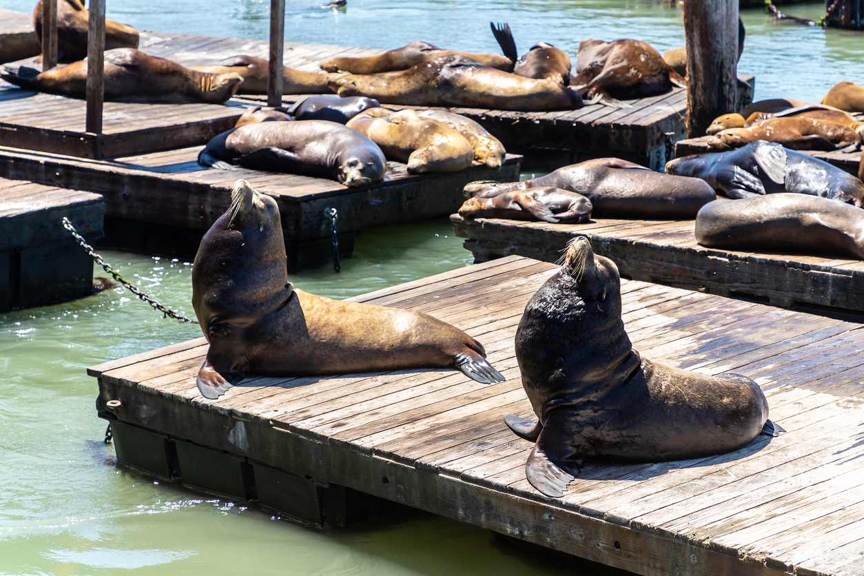 Sea lions-Pier 39