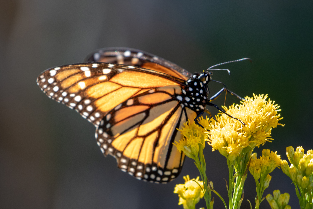 Monarch butterfly at Pismo Beach Butterfly Grove