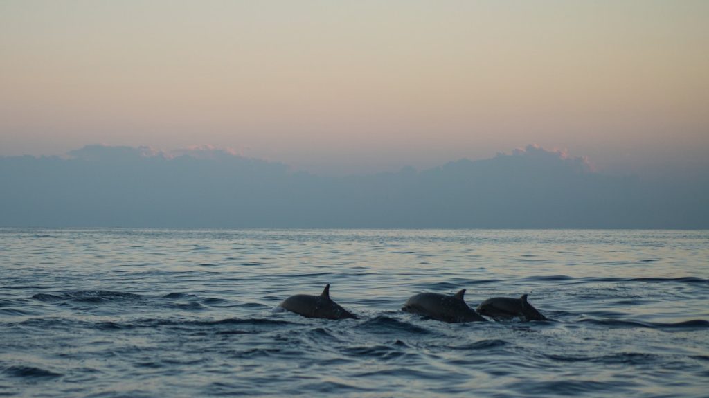 Dolphin pod seen from the beach