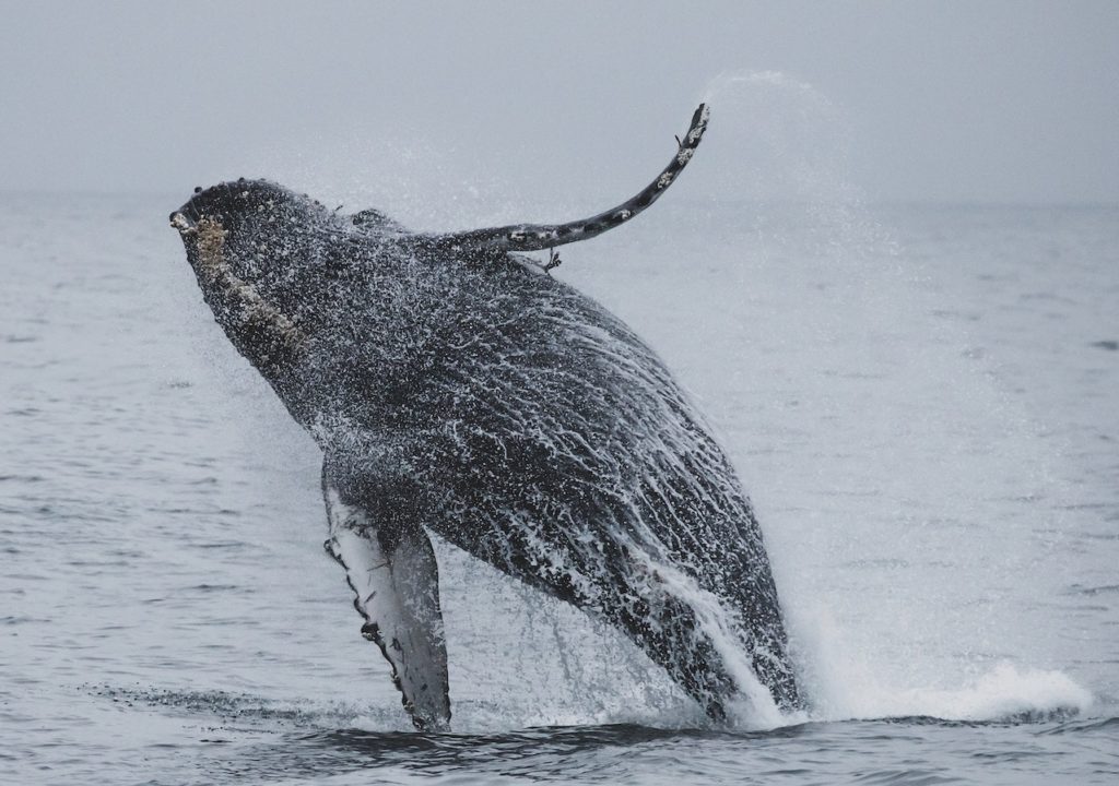 Beach view of whales off Monterey, CA