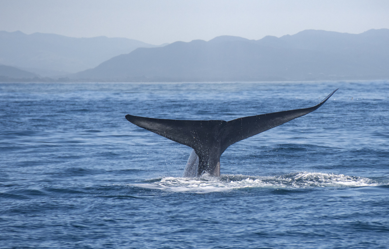 Whale off San Clemente