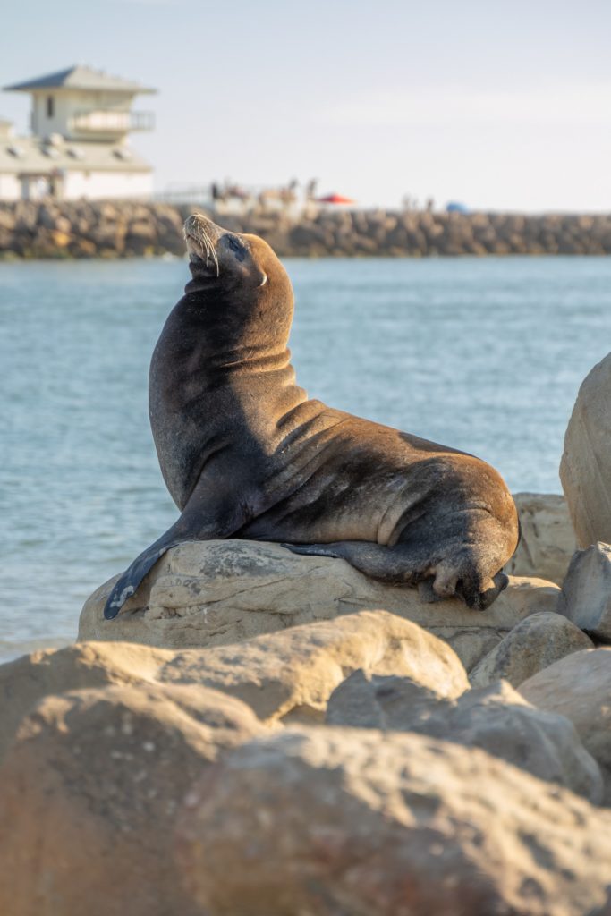 Sea lion off coast in Oxnard