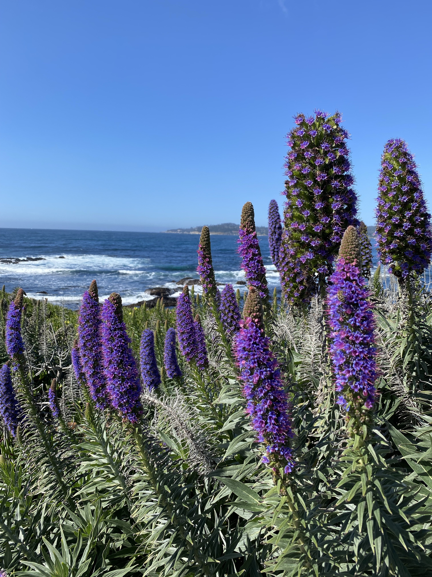 Pacific Coast Highway near Carmel. Flowers with ocean background