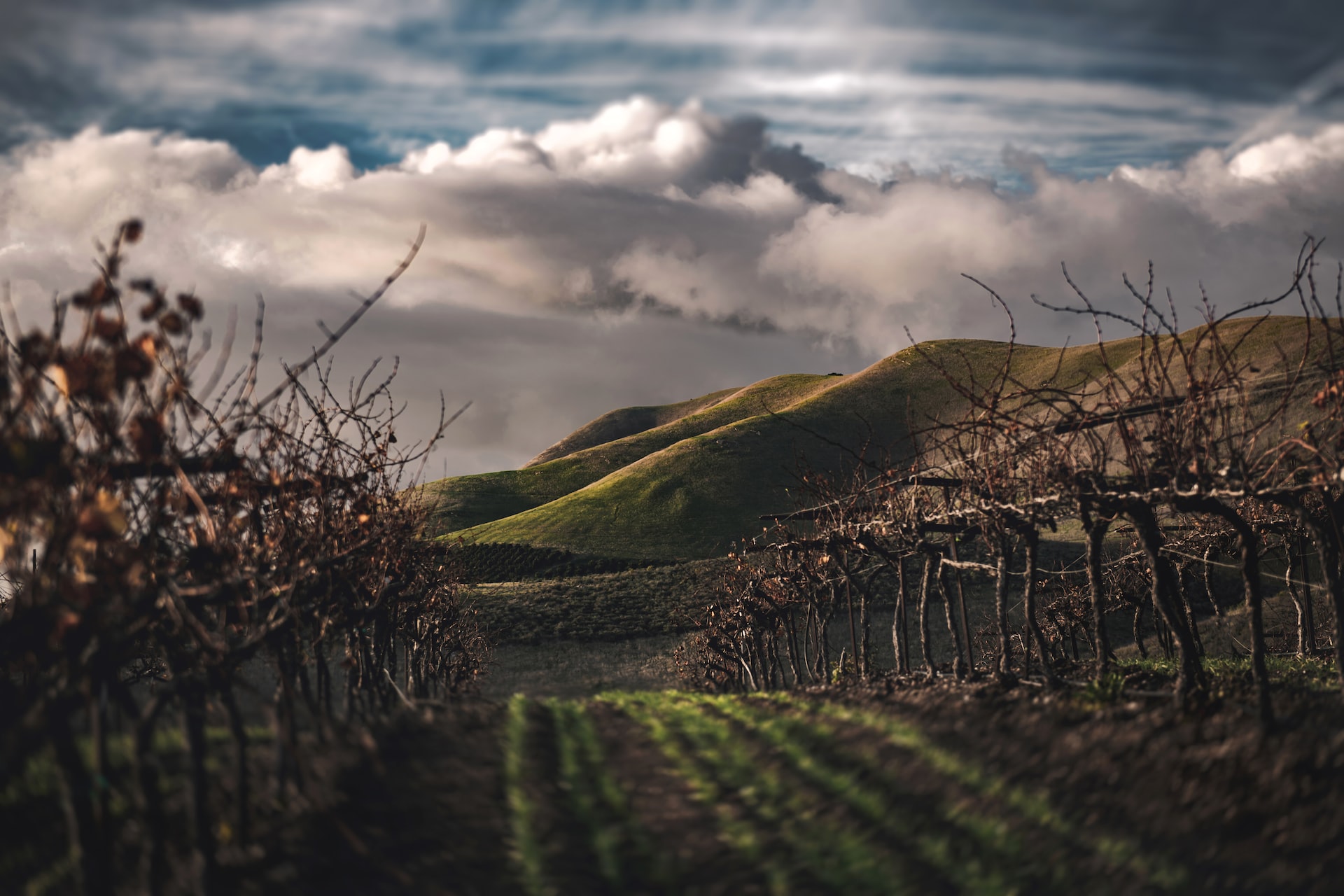 Winery off the Central Coast